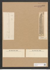 Nitzschia antidilusiana Pant. (de-Toni-Nr.: Genus 47, Species 2060) Zeichnungen Sammlung Grunow Nr. 4071 (NHMW-BOT-W0371909)